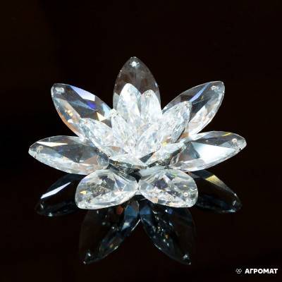 Будкрам купить Цветок Ninfea Bassa MD. ambra