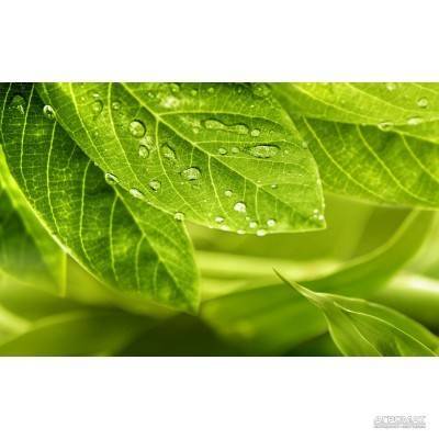 Будкрам купити RELAX ЗЕЛЕНЫЙ декор