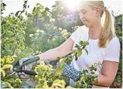 Будкрам купити Секатор акумуляторний EasyPrune New Секатор акумуляторний EasyPrune New 3