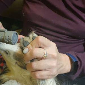 Будкрам купить Инструмент для ухода за когтями домашних питомцев Dremel Инструмент для ухода за когтями домашних питомцев Dremel 3