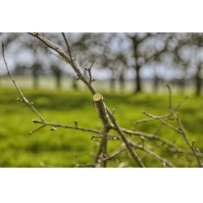 Будкрам купить Секатор Gardena ExpertCut обводной 22 мм Секатор Gardena ExpertCut обводной 22 мм 5