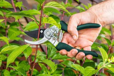 Будкрам купить Секатор Verto 15G204 Секатор Verto 15G204 2