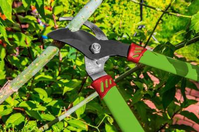 Будкрам купить Секатор-сучкорез Verto 15G252 Секатор-сучкорез Verto 15G252 2