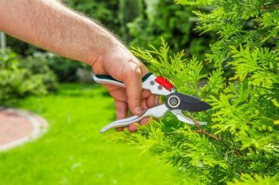 Будкрам купить Секатор садовый Verto 15G206 Секатор садовый Verto 15G206 5