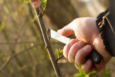 Будкрам купити Ніж садовий Cellfast для окулювання (40-262) Ніж садовий Cellfast для окулювання (40-262) 2