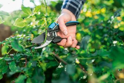 Будкрам купити Секатор площинний Cellfast Ergo (41-020) Секатор площинний Cellfast Ergo (41-020) 2